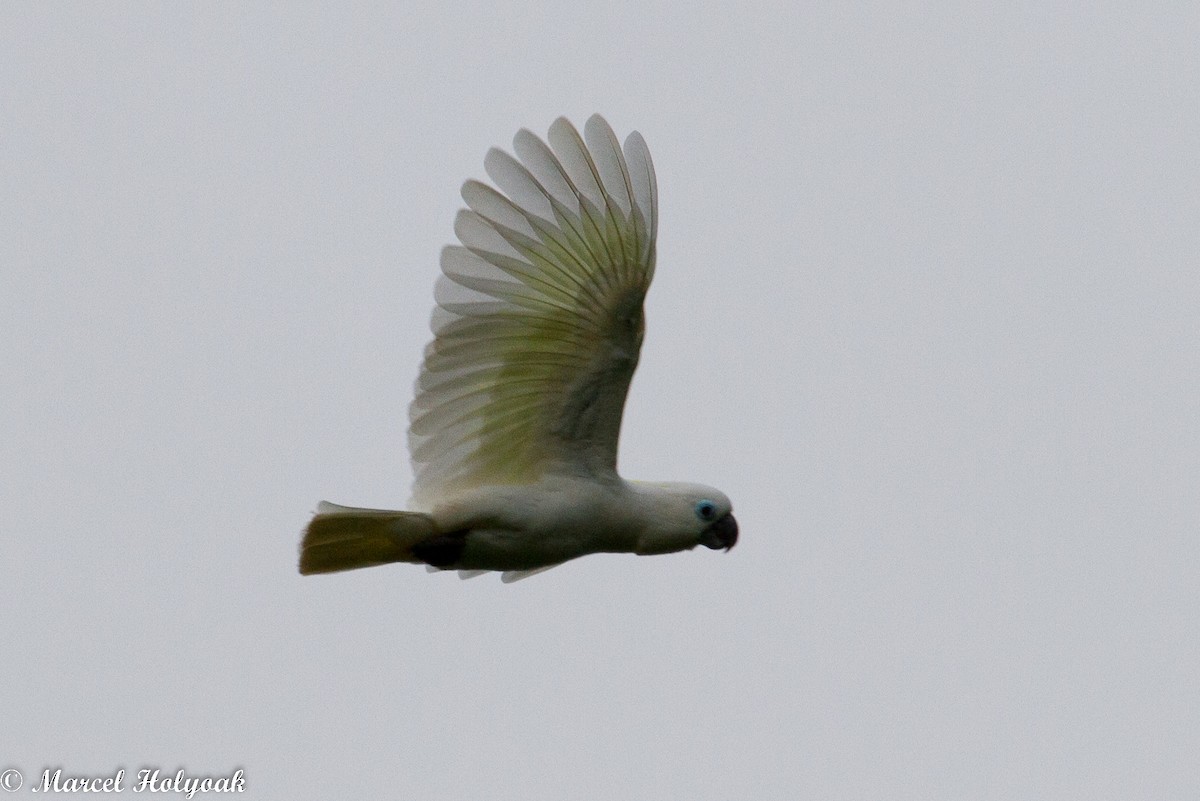 Blue-eyed Cockatoo - ML532510481