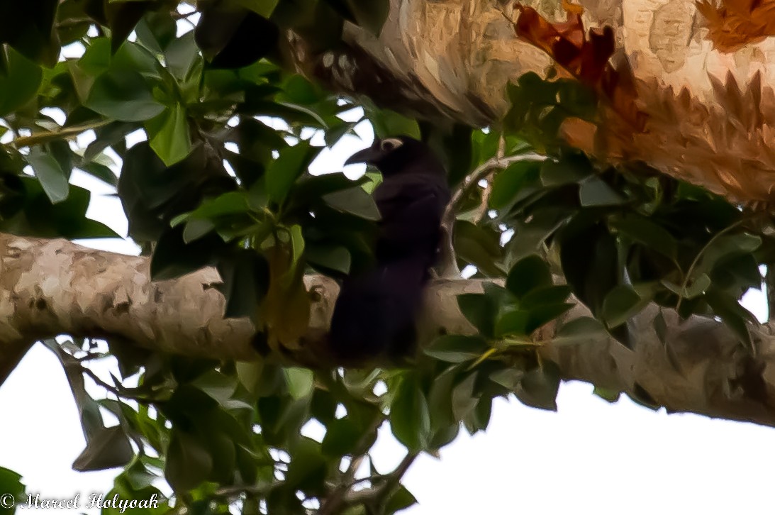 Violaceous Coucal - Marcel Holyoak