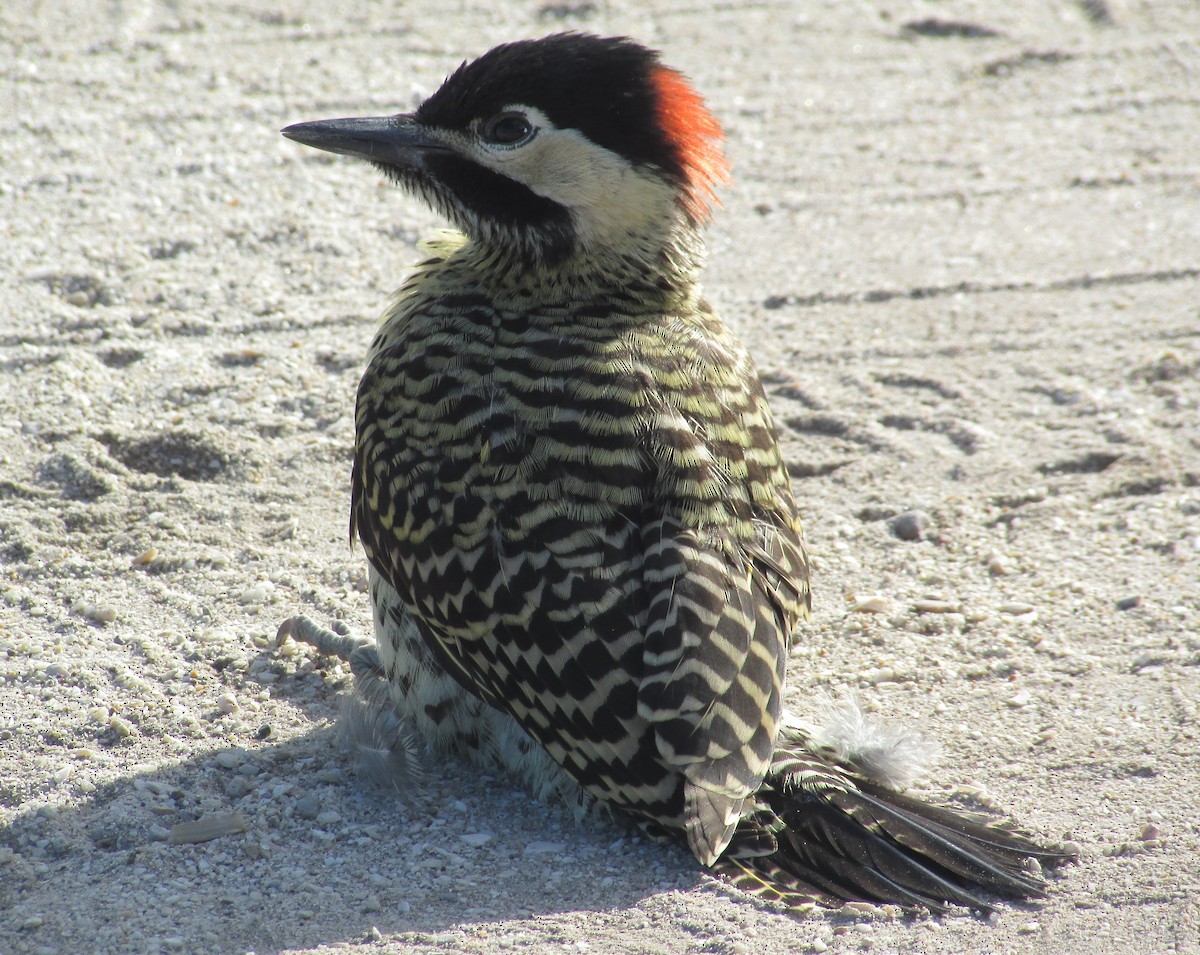 Green-barred Woodpecker - ML532510781