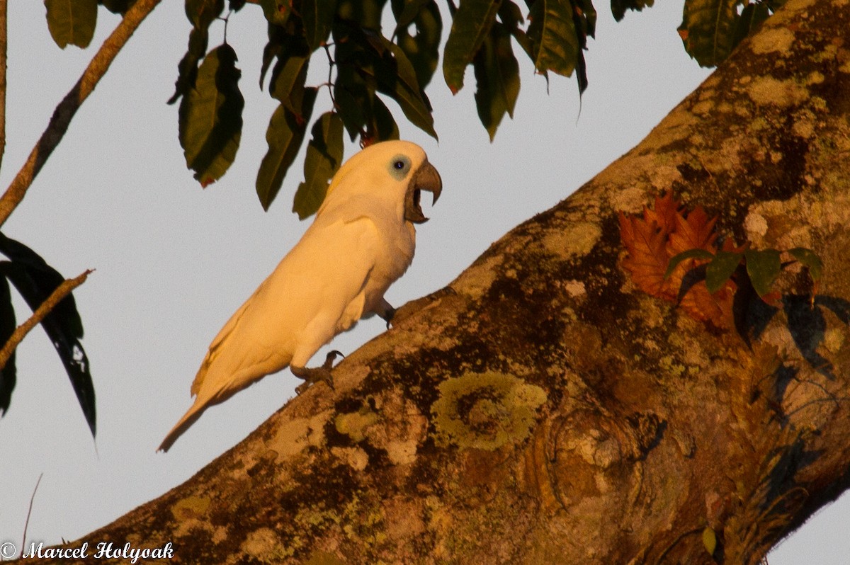 Blue-eyed Cockatoo - ML532510791