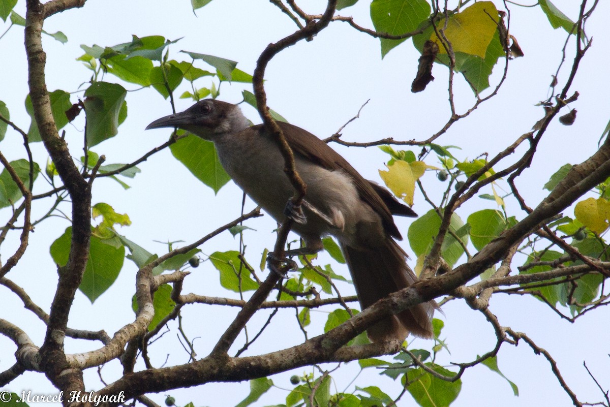 New Britain Friarbird - ML532511881