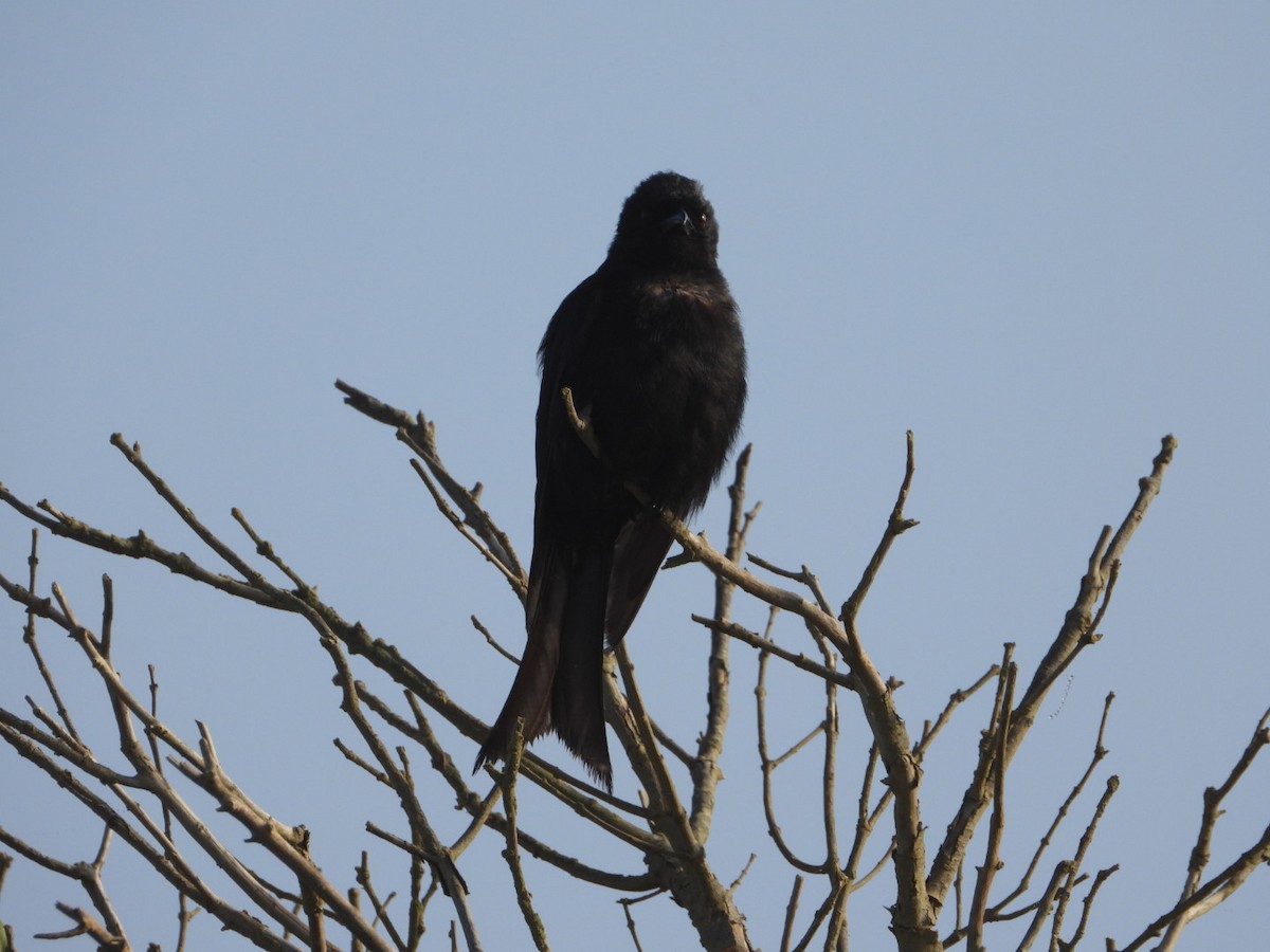 Fork-tailed Drongo - ML532512011