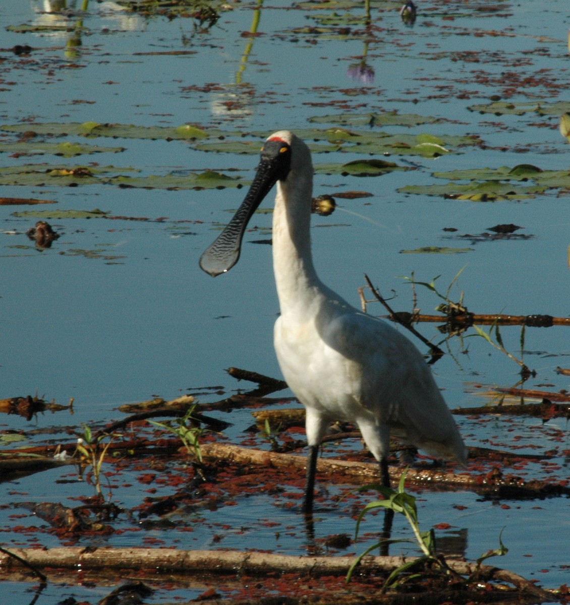 Royal Spoonbill - ML532512401