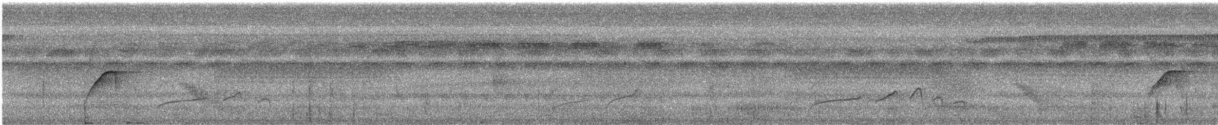 Wire-tailed Manakin - ML532513321