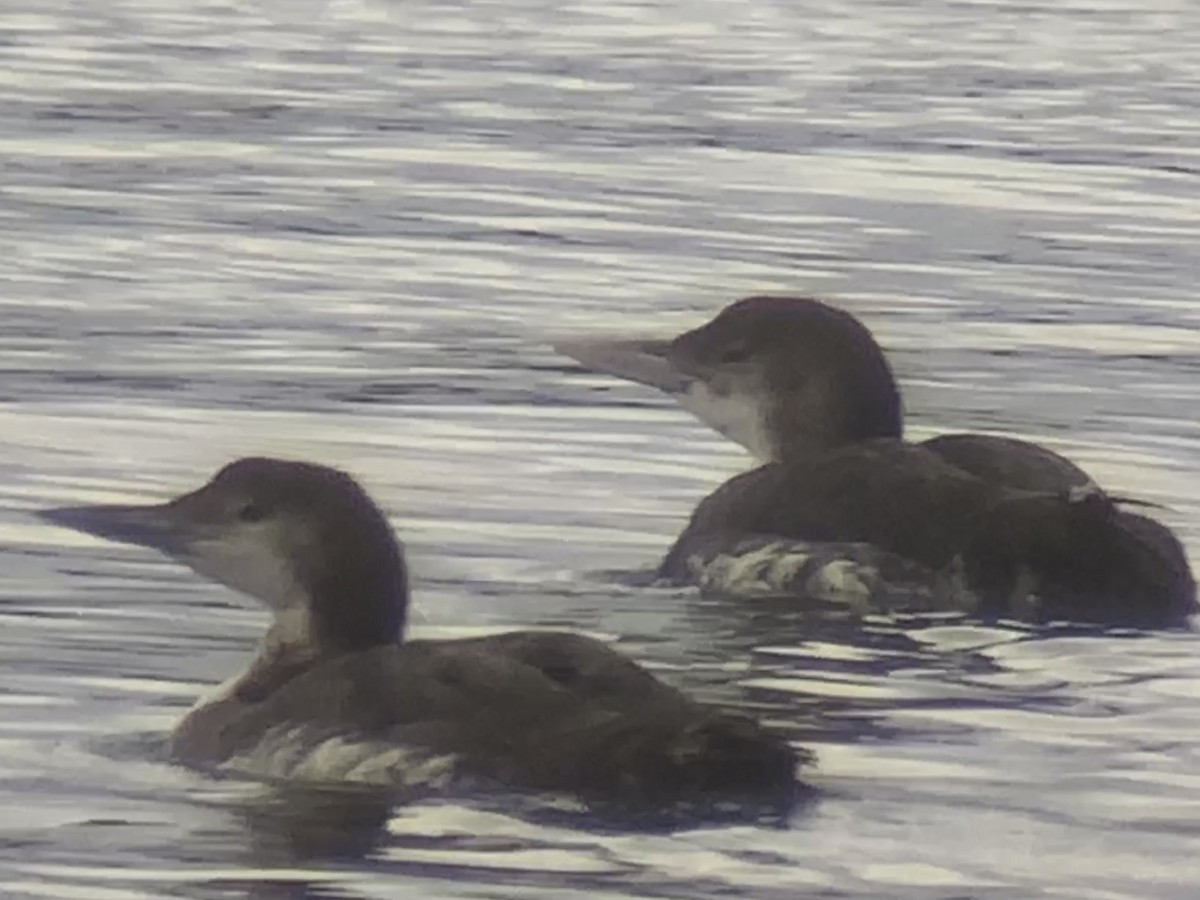 Yellow-billed Loon - ML532513371