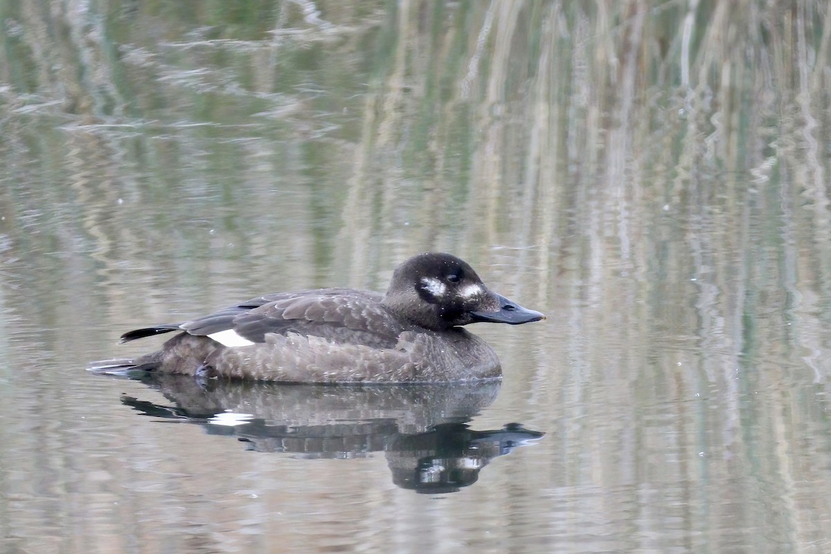 turpan kanadský - ML532513491