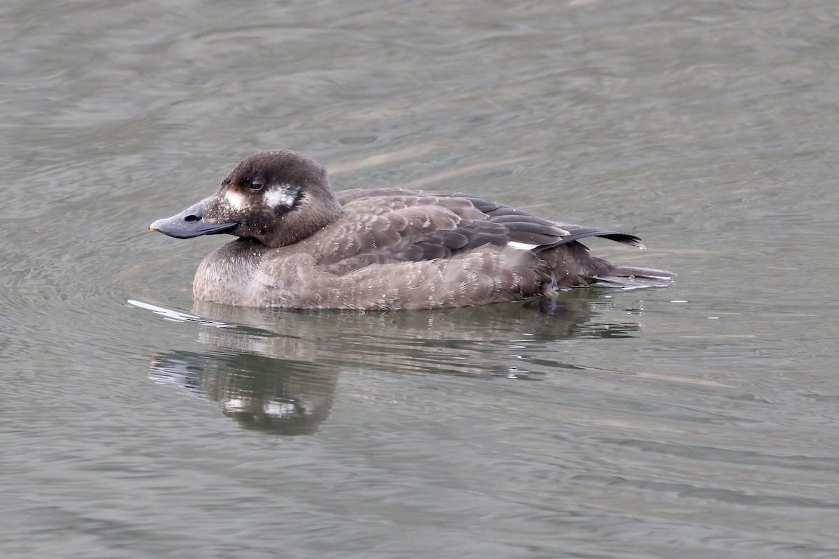 White-winged Scoter - ML532513501