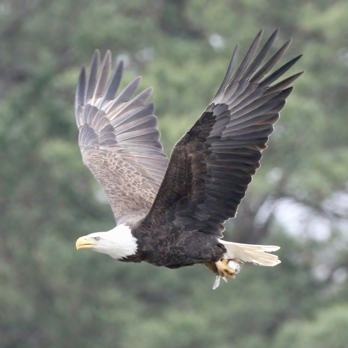 orel bělohlavý - ML532514031