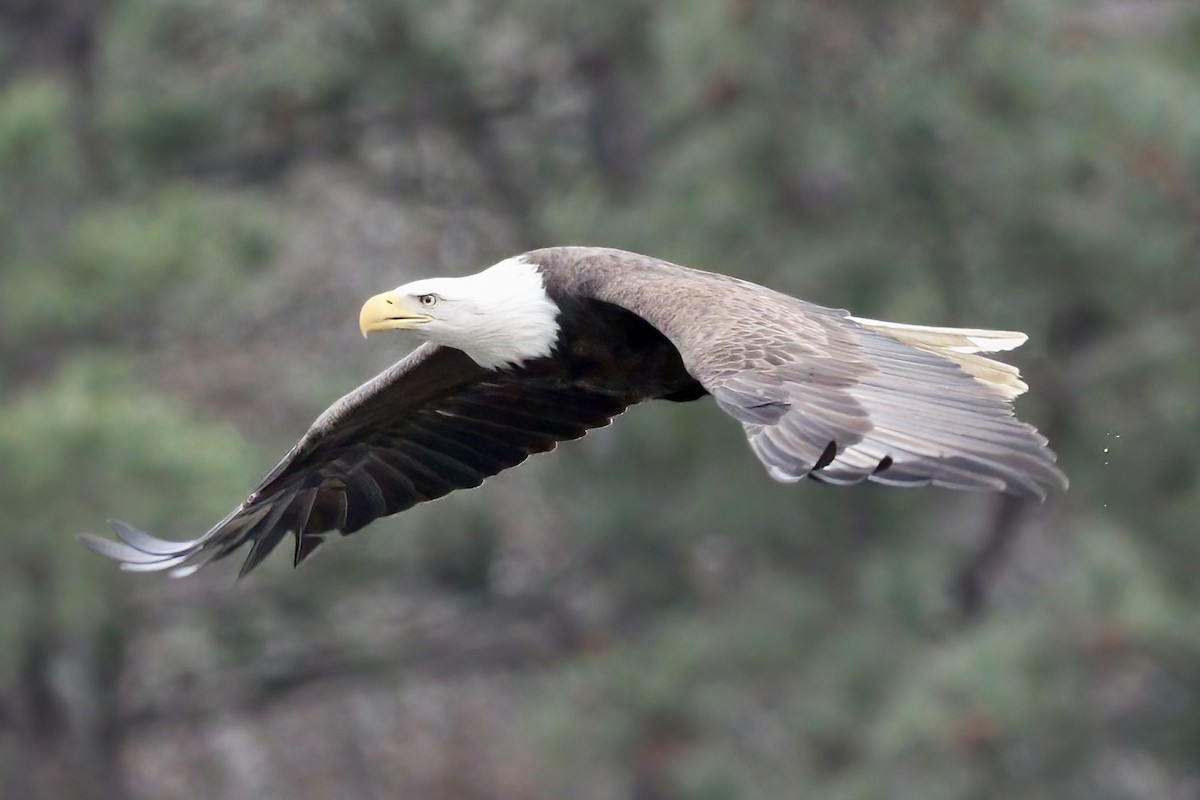 orel bělohlavý - ML532514041