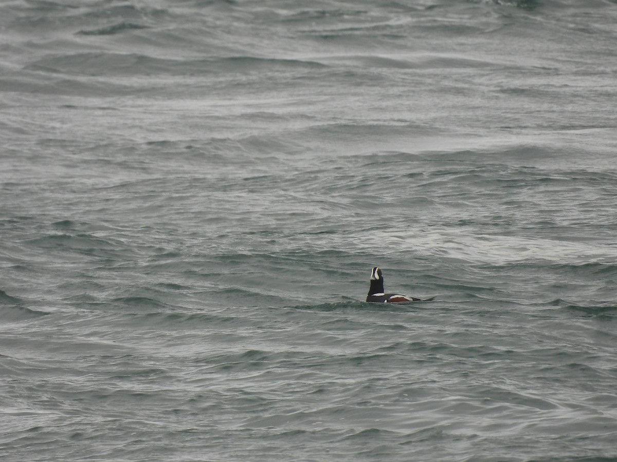 Harlequin Duck - ML532514441