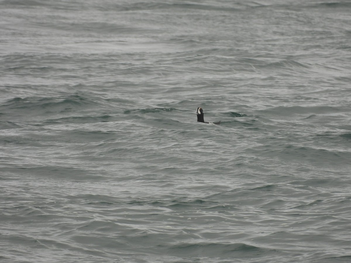 Harlequin Duck - ML532514461