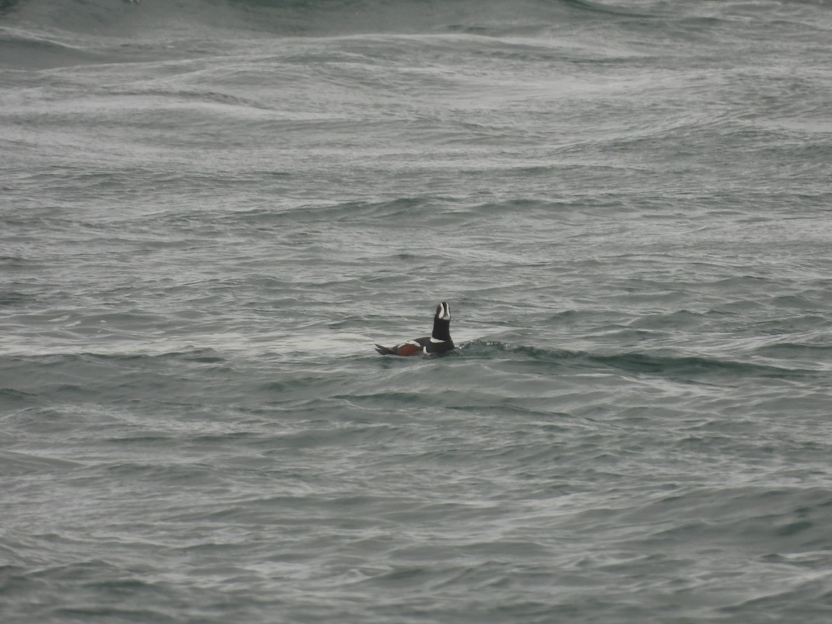 Harlequin Duck - ML532514471