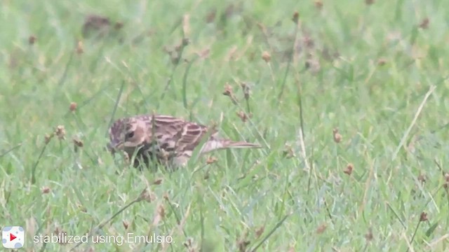 Red-throated Pipit - ML532515181