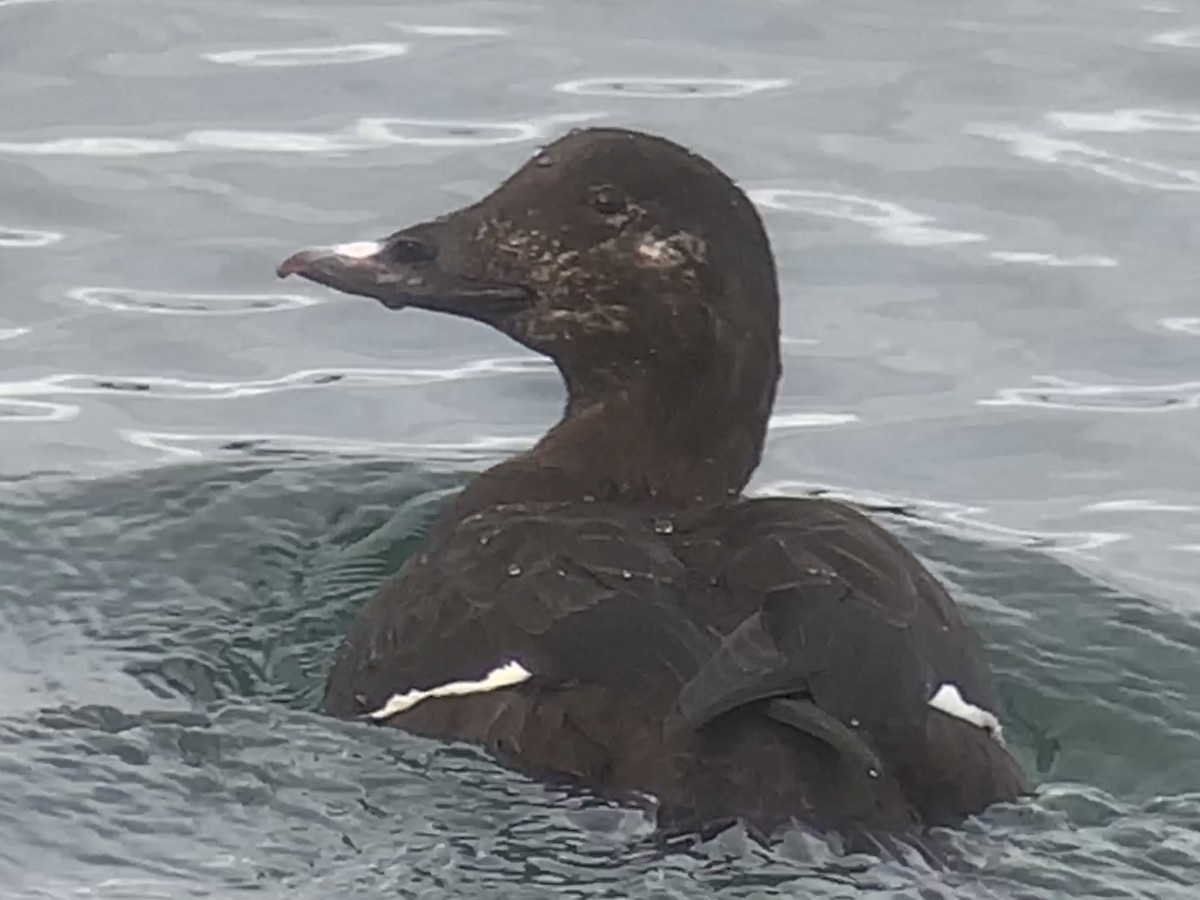 White-winged Scoter - ML532515421