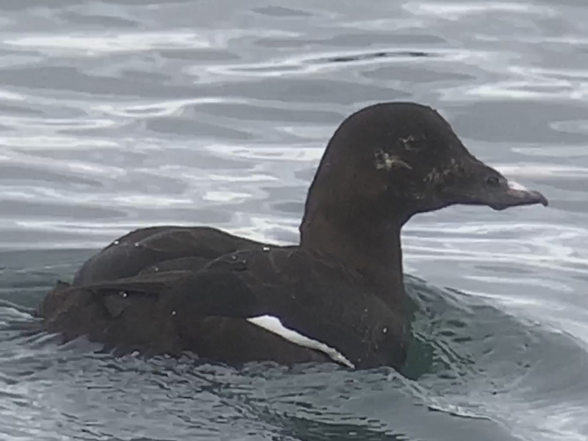 White-winged Scoter - ML532515431