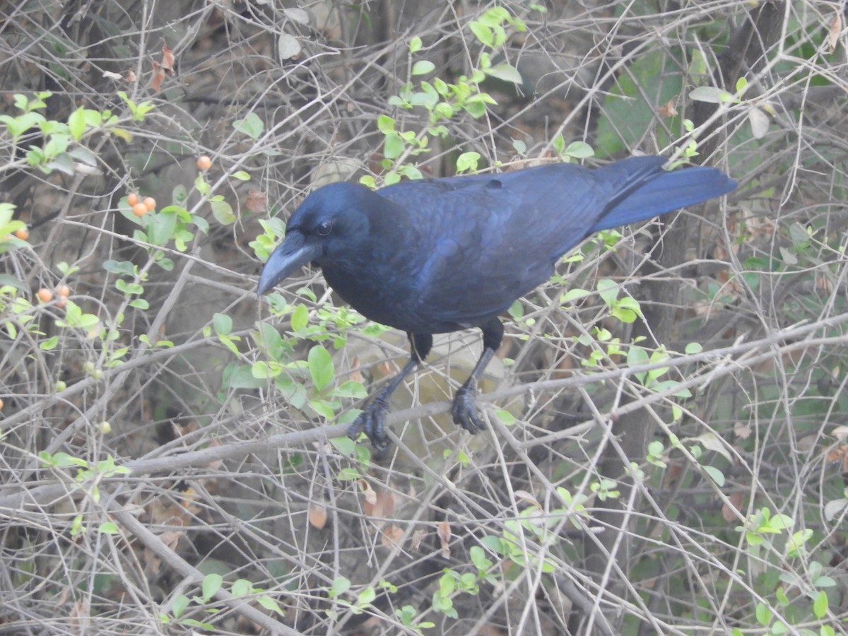 Large-billed Crow (Indian Jungle) - Manjeet Kaur Bal