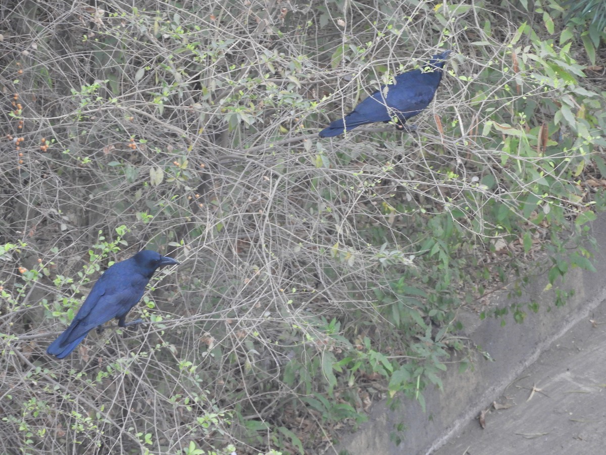 Large-billed Crow (Indian Jungle) - Manjeet Kaur Bal