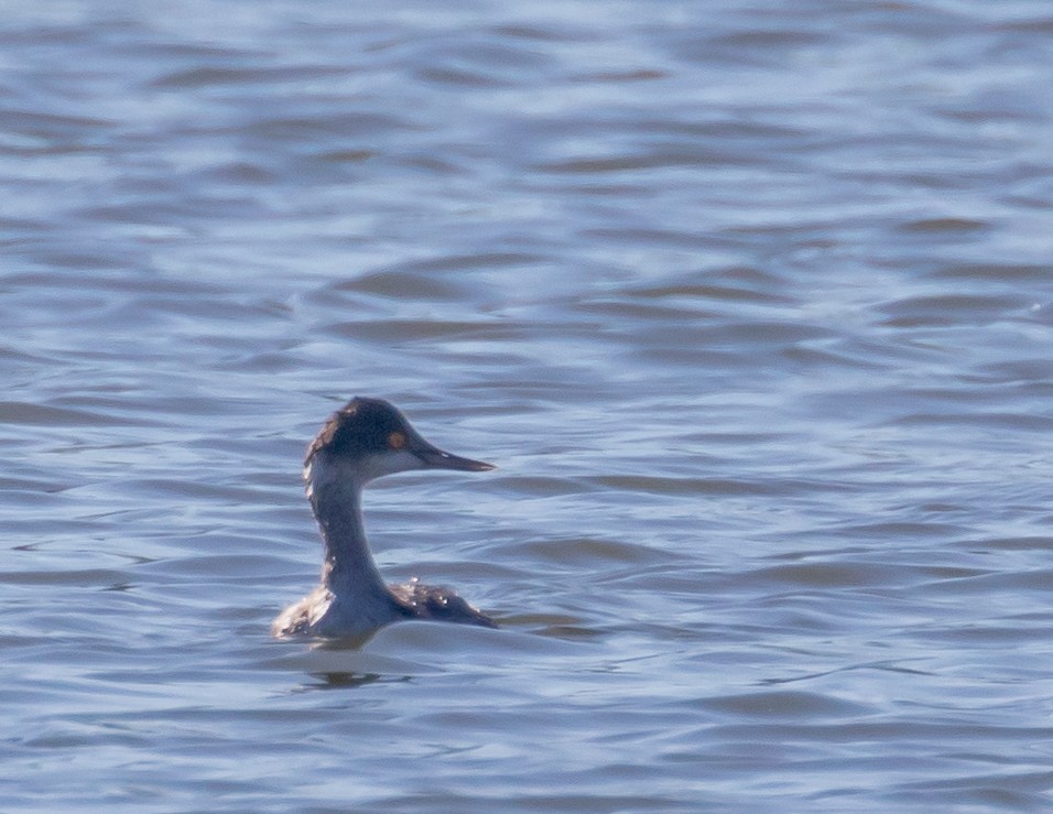 Eared Grebe - ML532518421