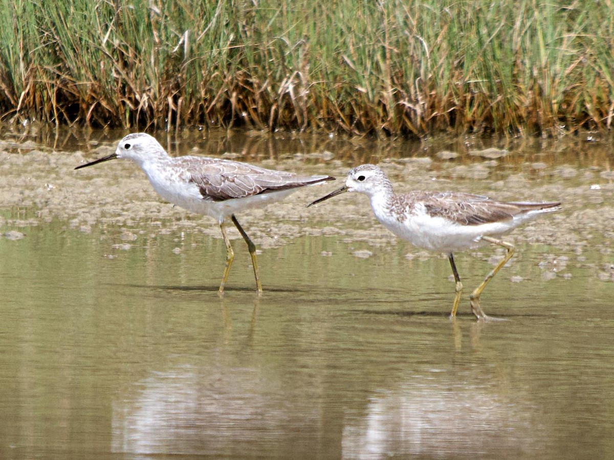 Teichwasserläufer - ML532519441