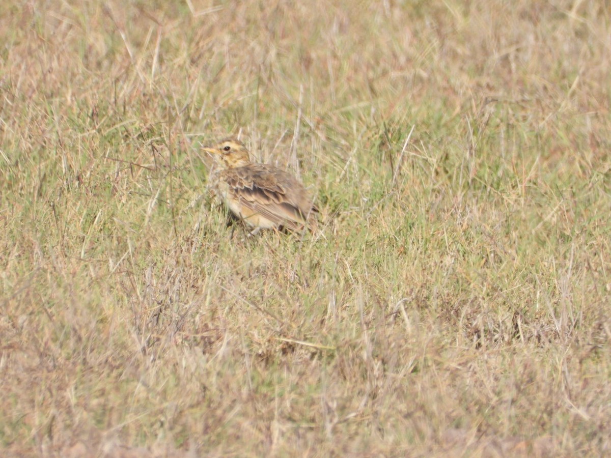 Pipit africain - ML532519481