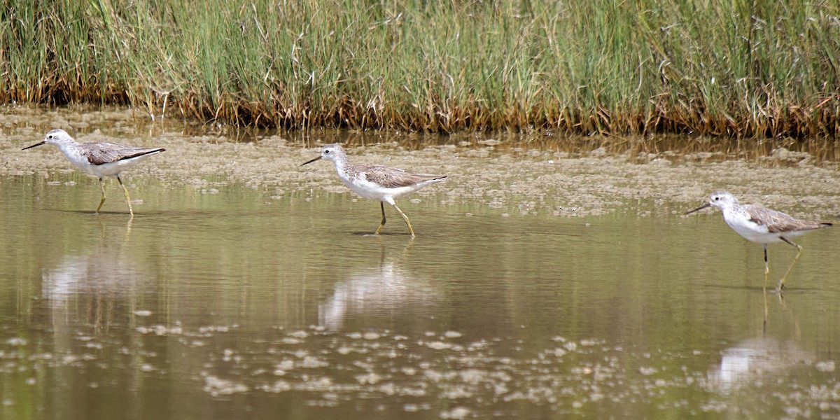 Teichwasserläufer - ML532519511