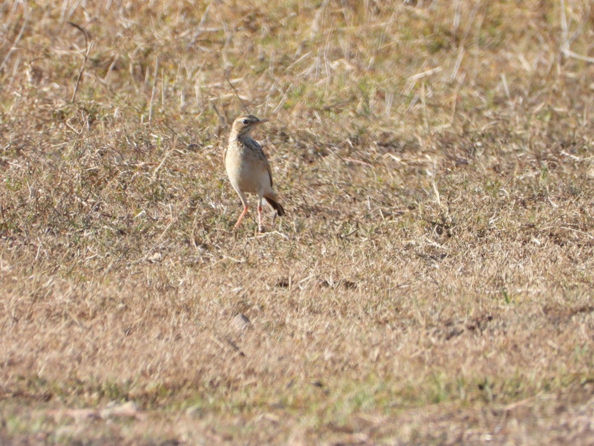 African Pipit - ML532519751