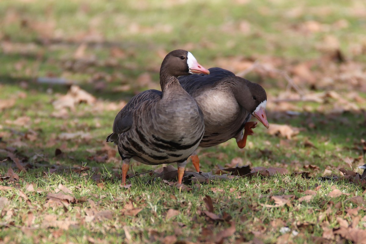 Greater White-fronted Goose - Steph Cardenas