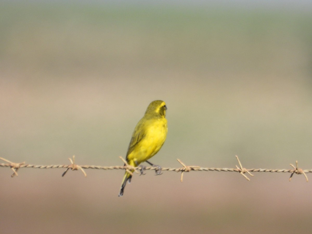Yellow Canary - ML532520521