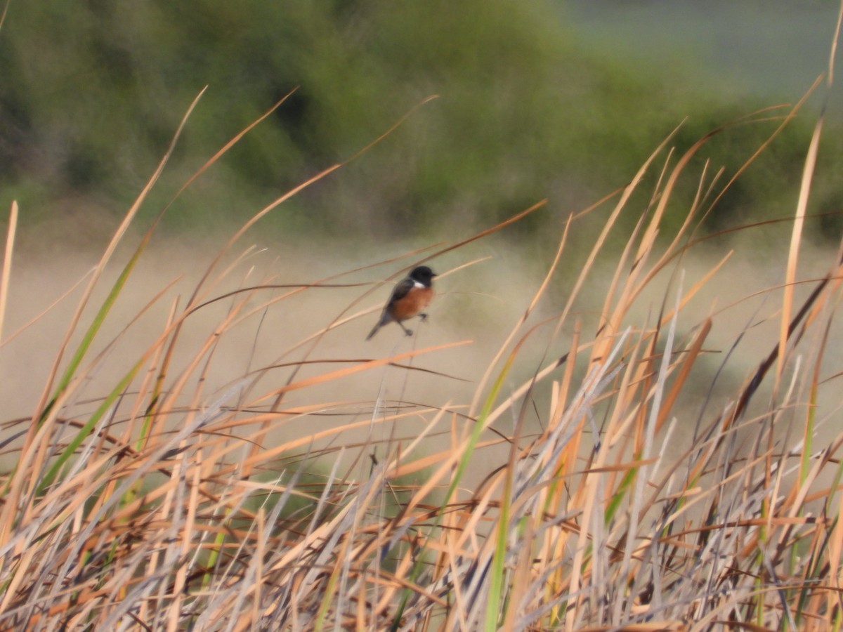African Stonechat - ML532520641