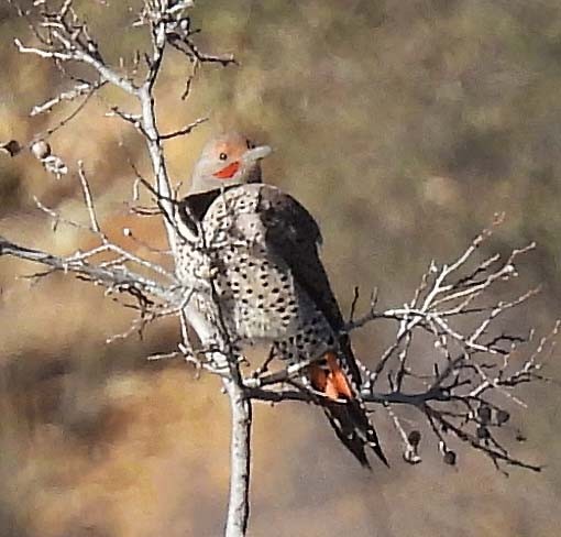 Northern Flicker - ML532521951