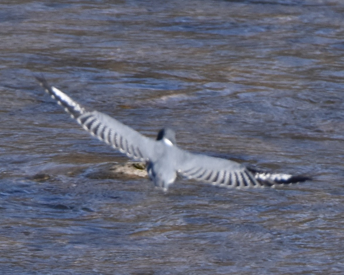 Belted Kingfisher - Julie Doerr