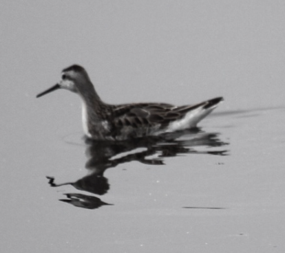 Red-necked Phalarope - ML532523921