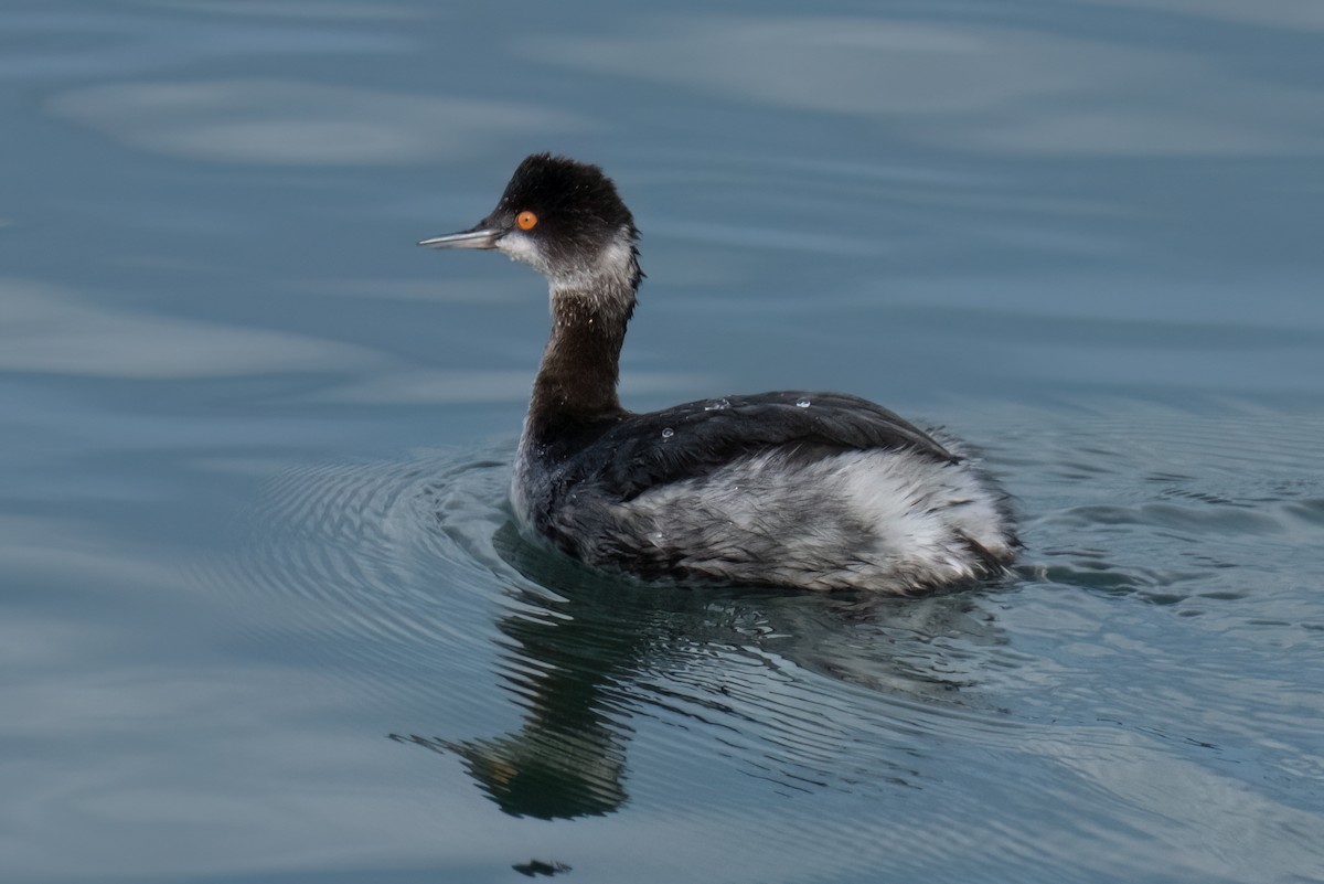 Eared Grebe - ML532523991