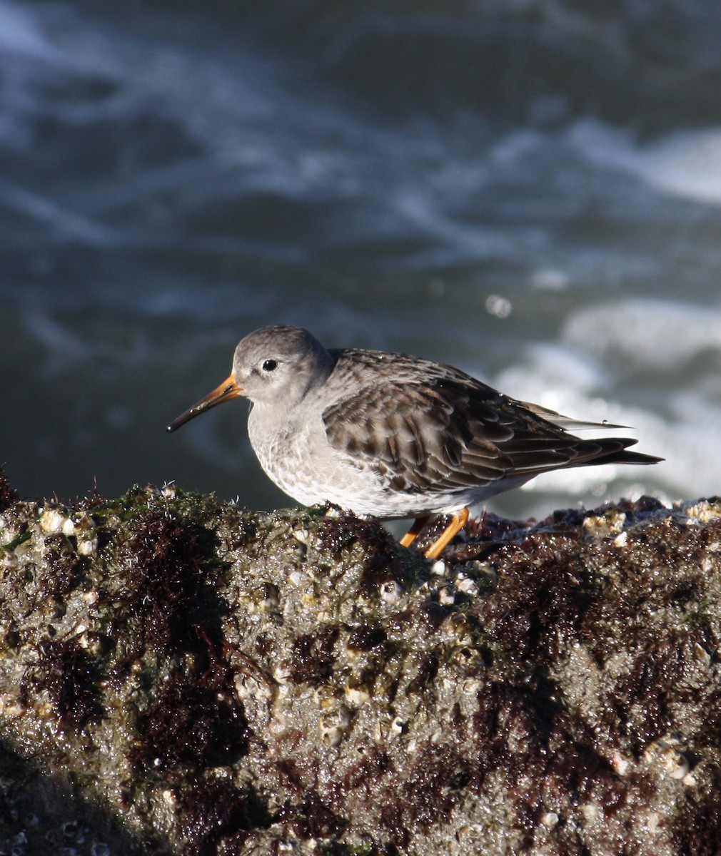 Purple Sandpiper - ML532524621