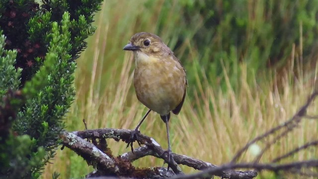 Tawny Antpitta - ML532525181