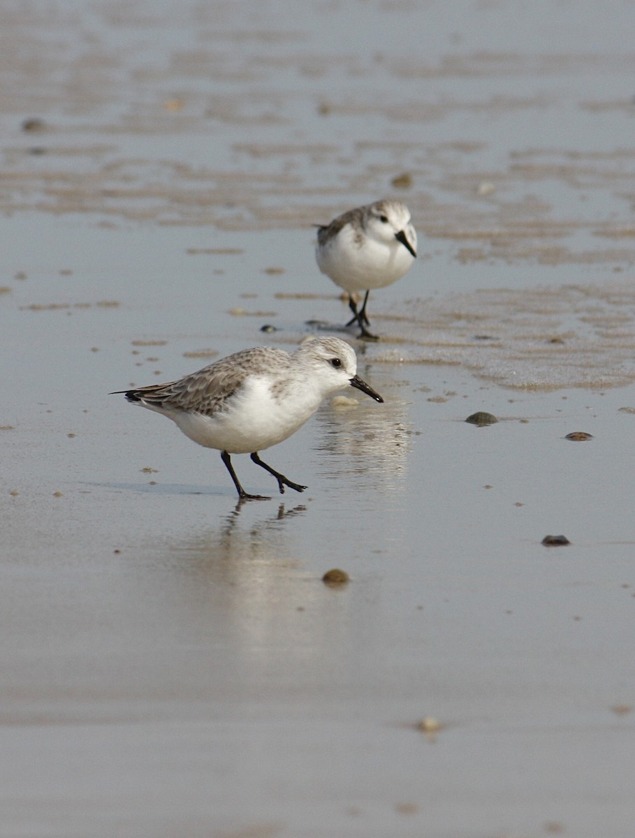 Sanderling - ML532525381