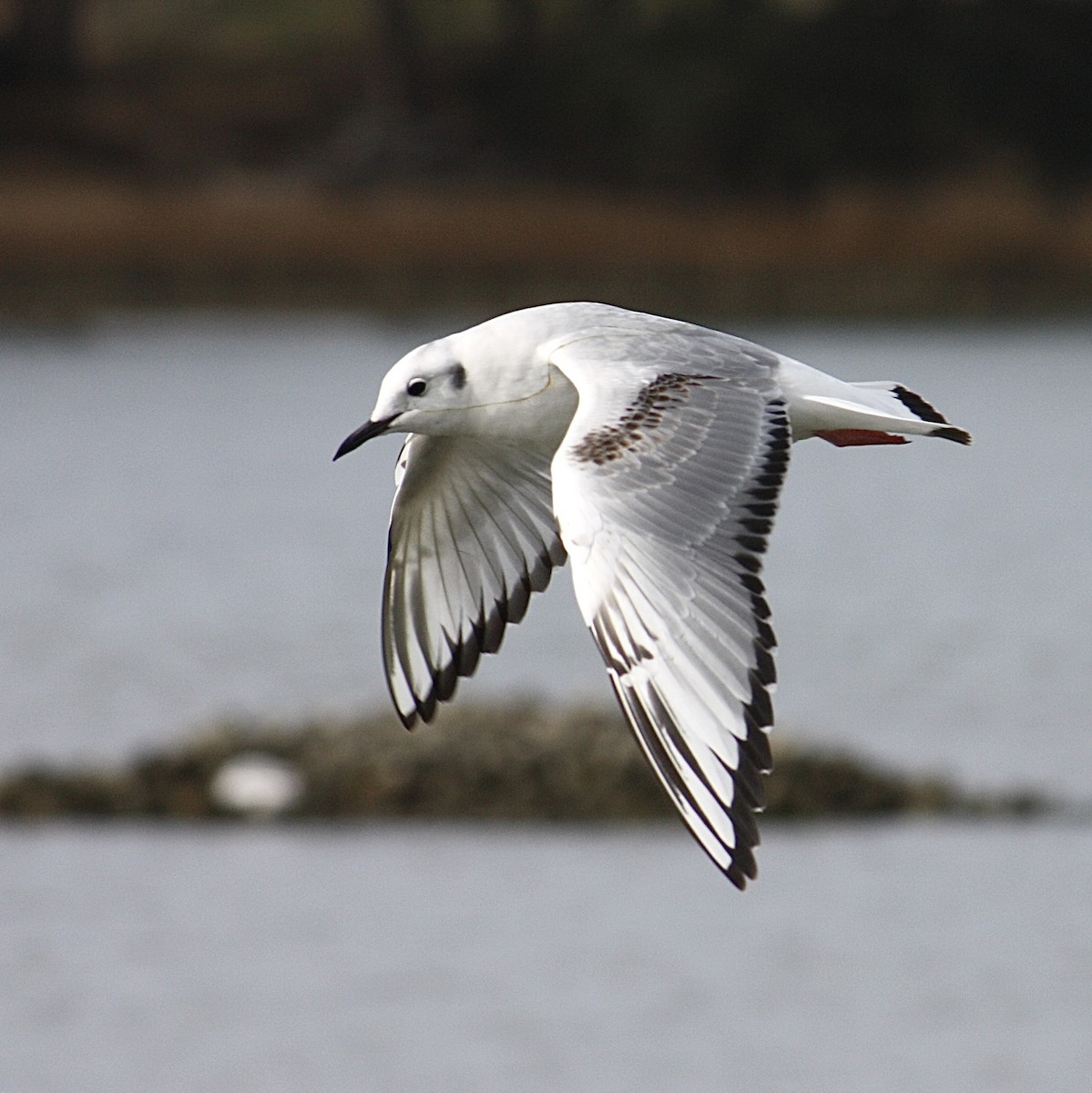 Bonaparte's Gull - ML532525441