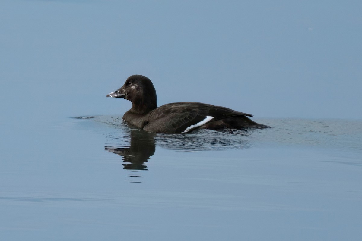 White-winged Scoter - ML532525551