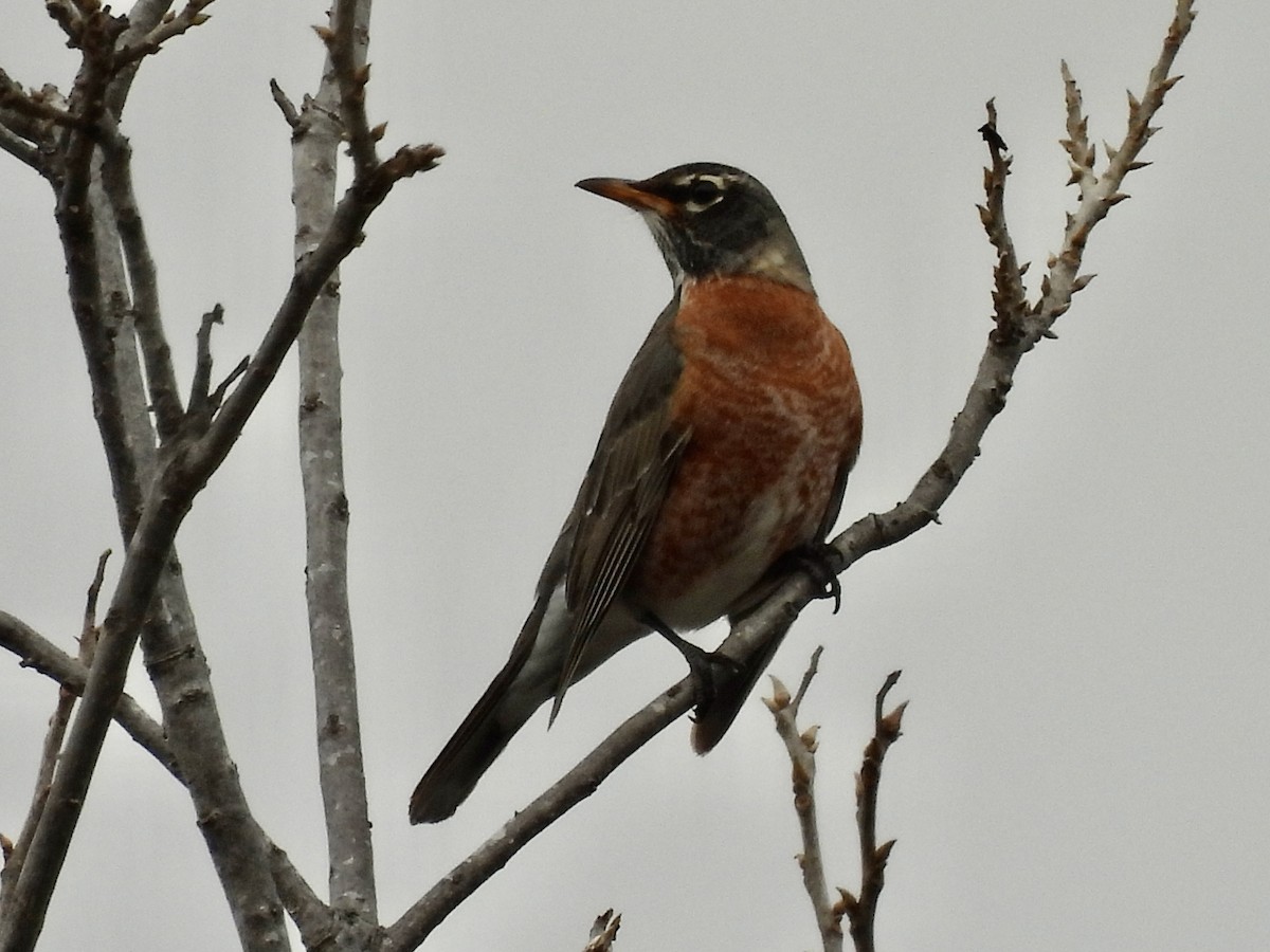 American Robin - ML532527871