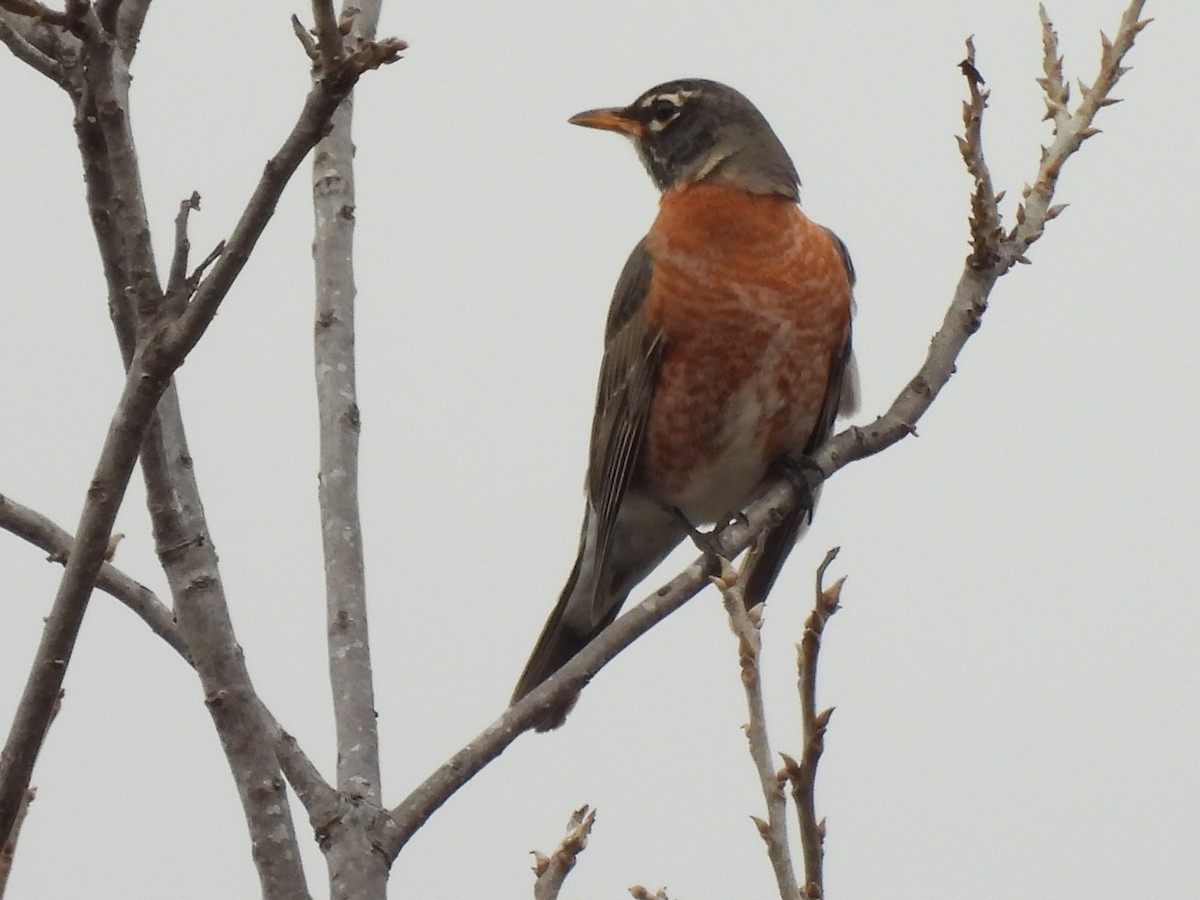 American Robin - ML532527881