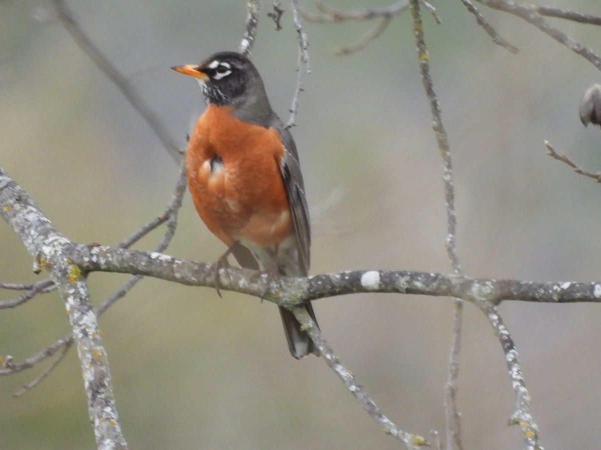 American Robin - ML532527891