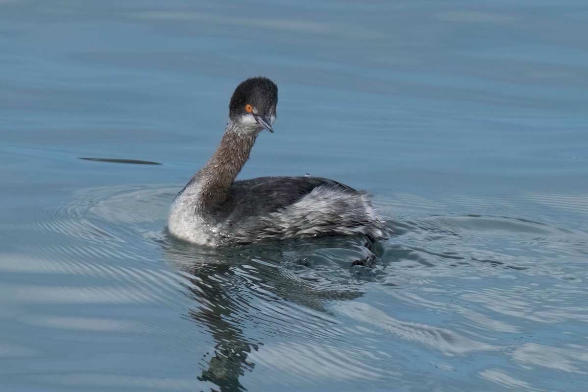 Eared Grebe - ML532528641