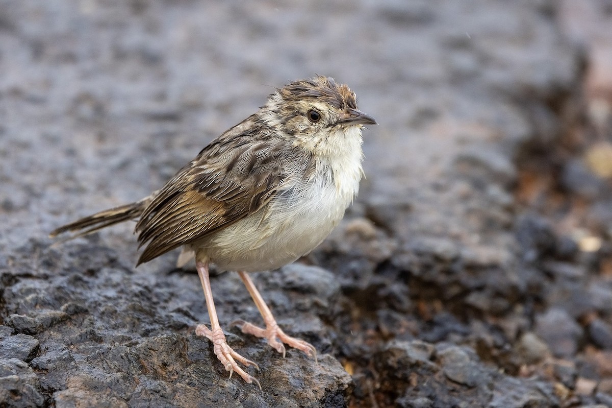 Wailing Cisticola (Wailing) - ML532528791