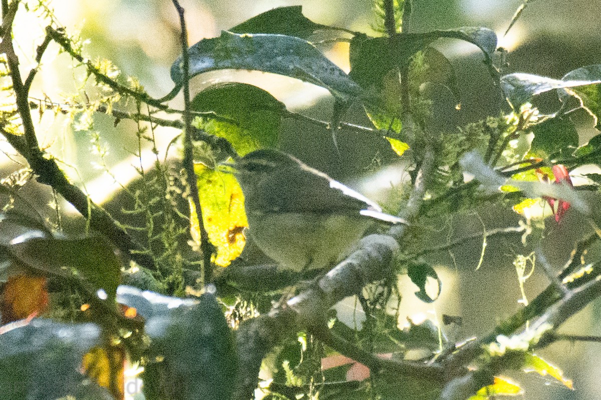 Large-billed Leaf Warbler - ML532529081