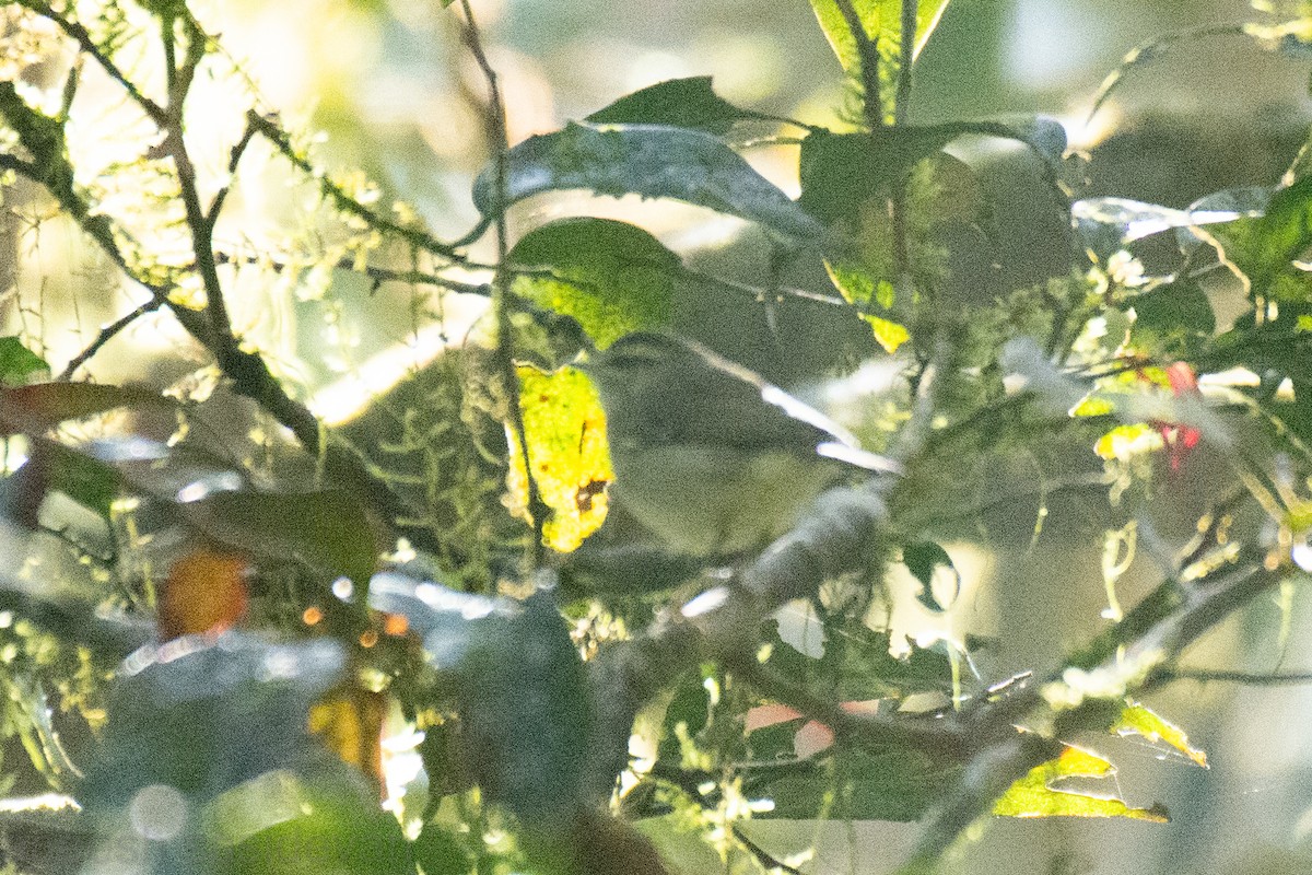 Large-billed Leaf Warbler - ML532529091