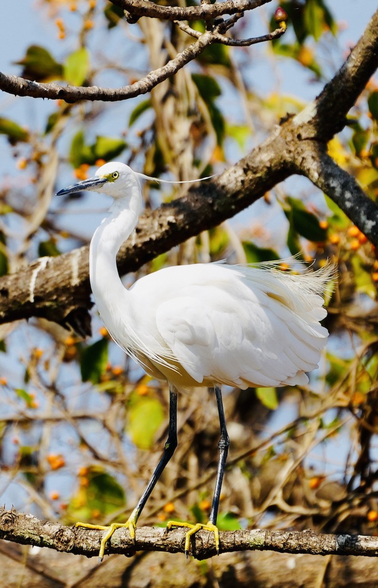 Aigrette garzette - ML532529571