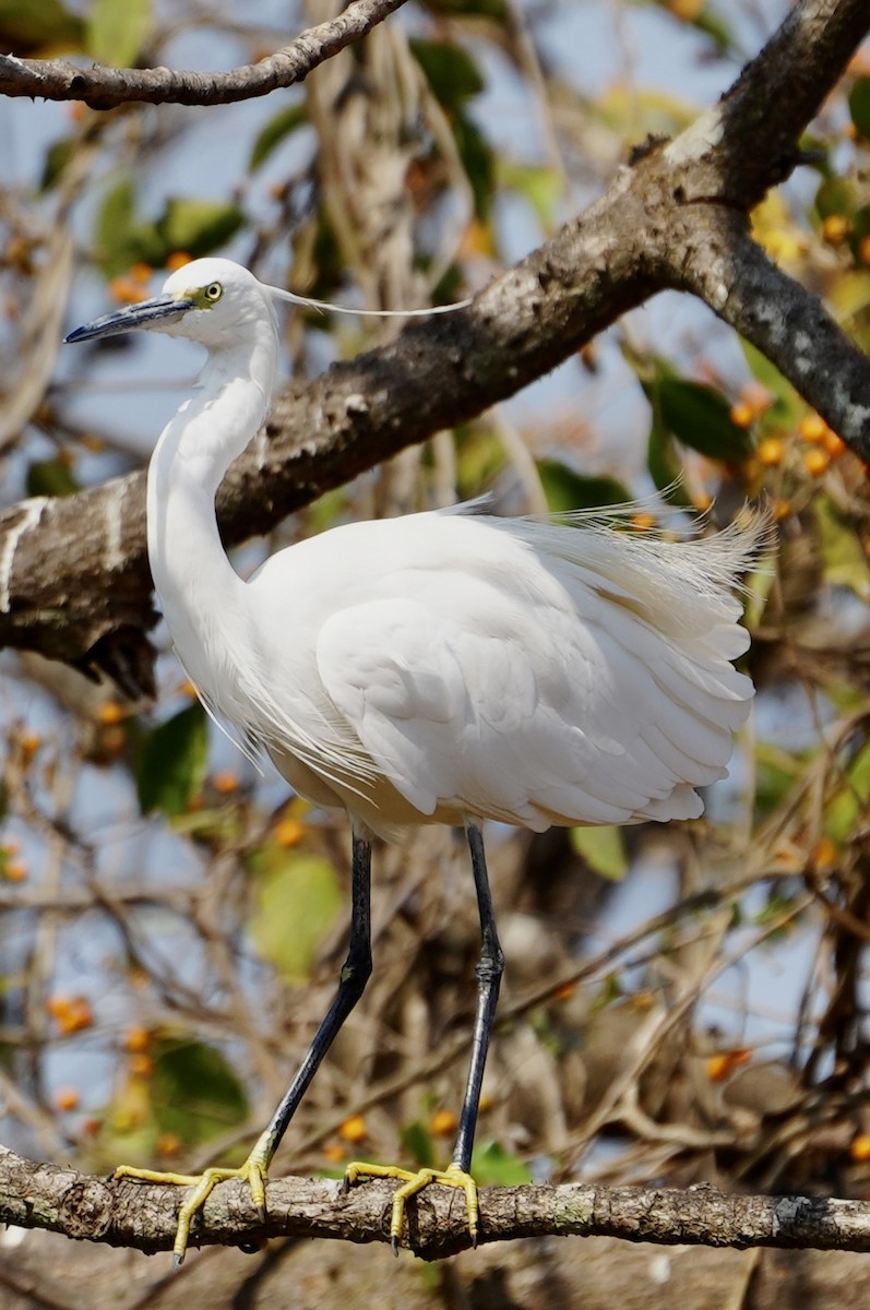 Aigrette garzette - ML532529581