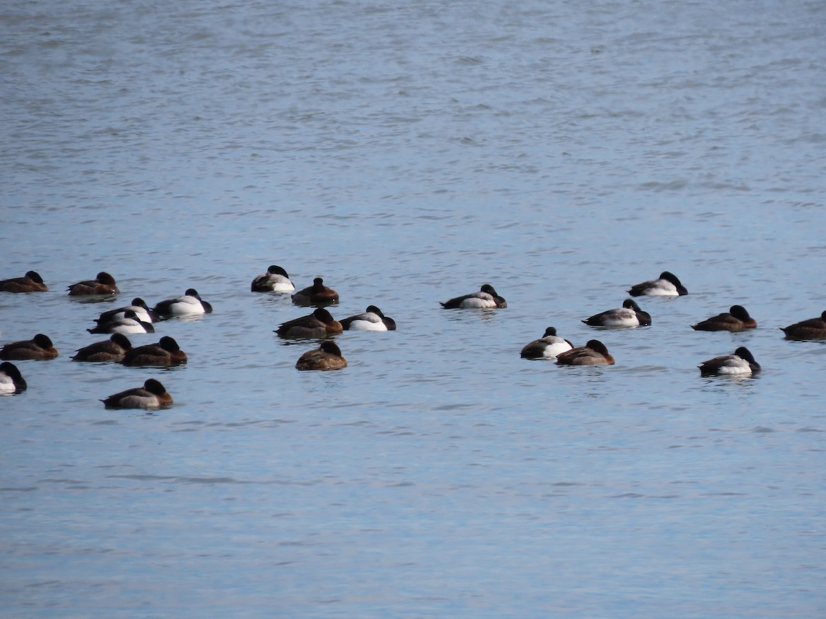 Greater Scaup - ML532530331
