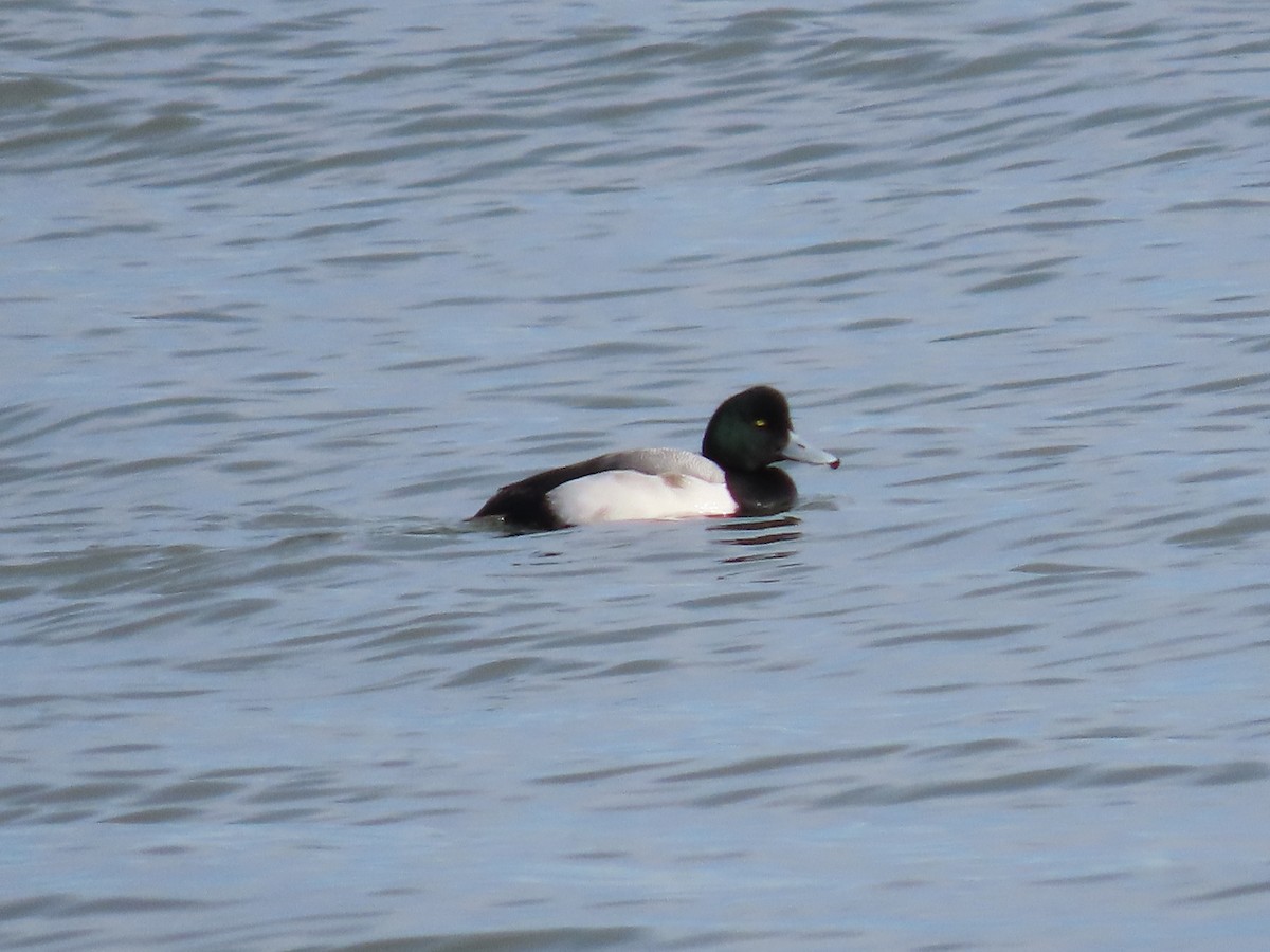 Greater Scaup - ML532530411
