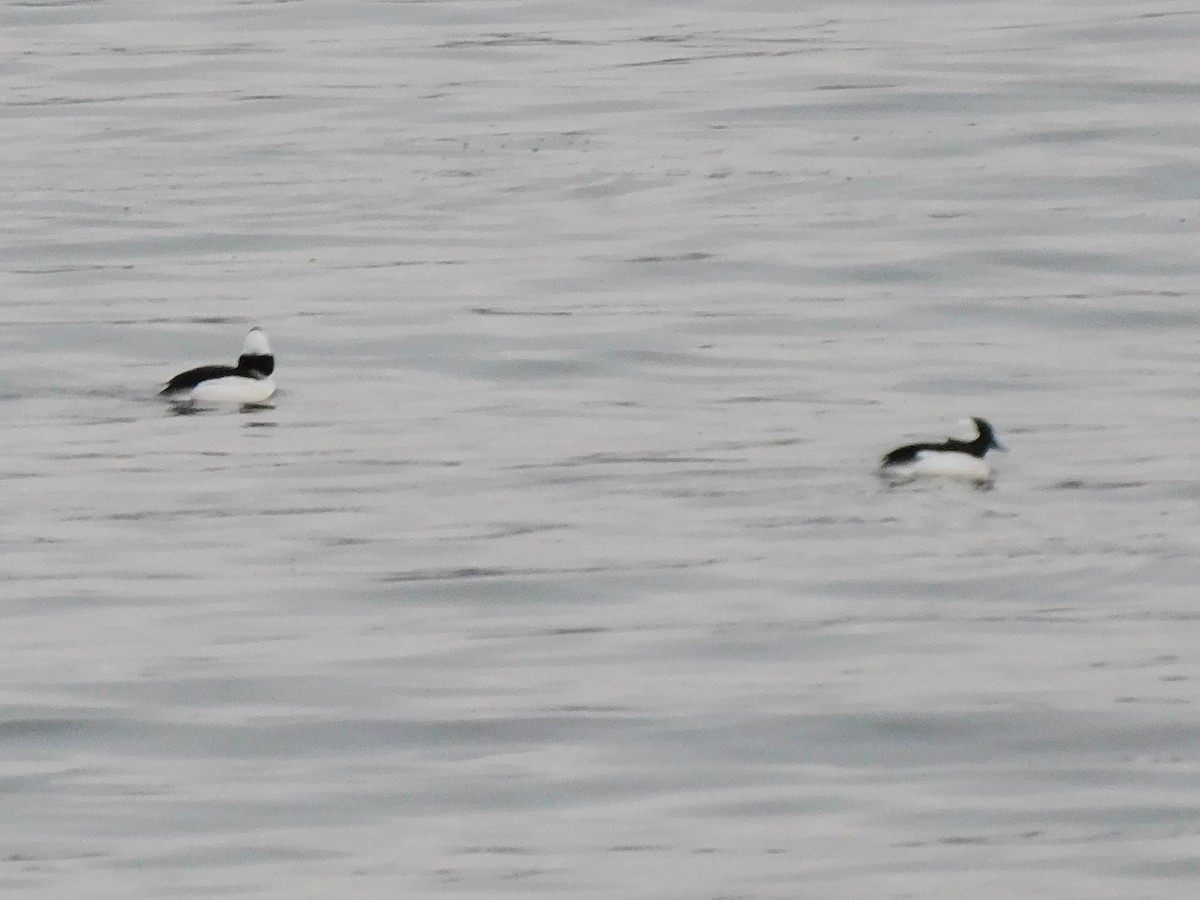 Bufflehead - Eve Schultes-Ridge